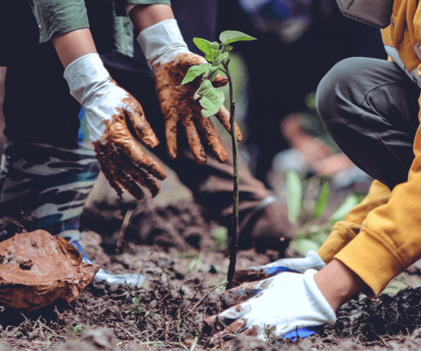 People planting a small tree